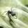 one_ants